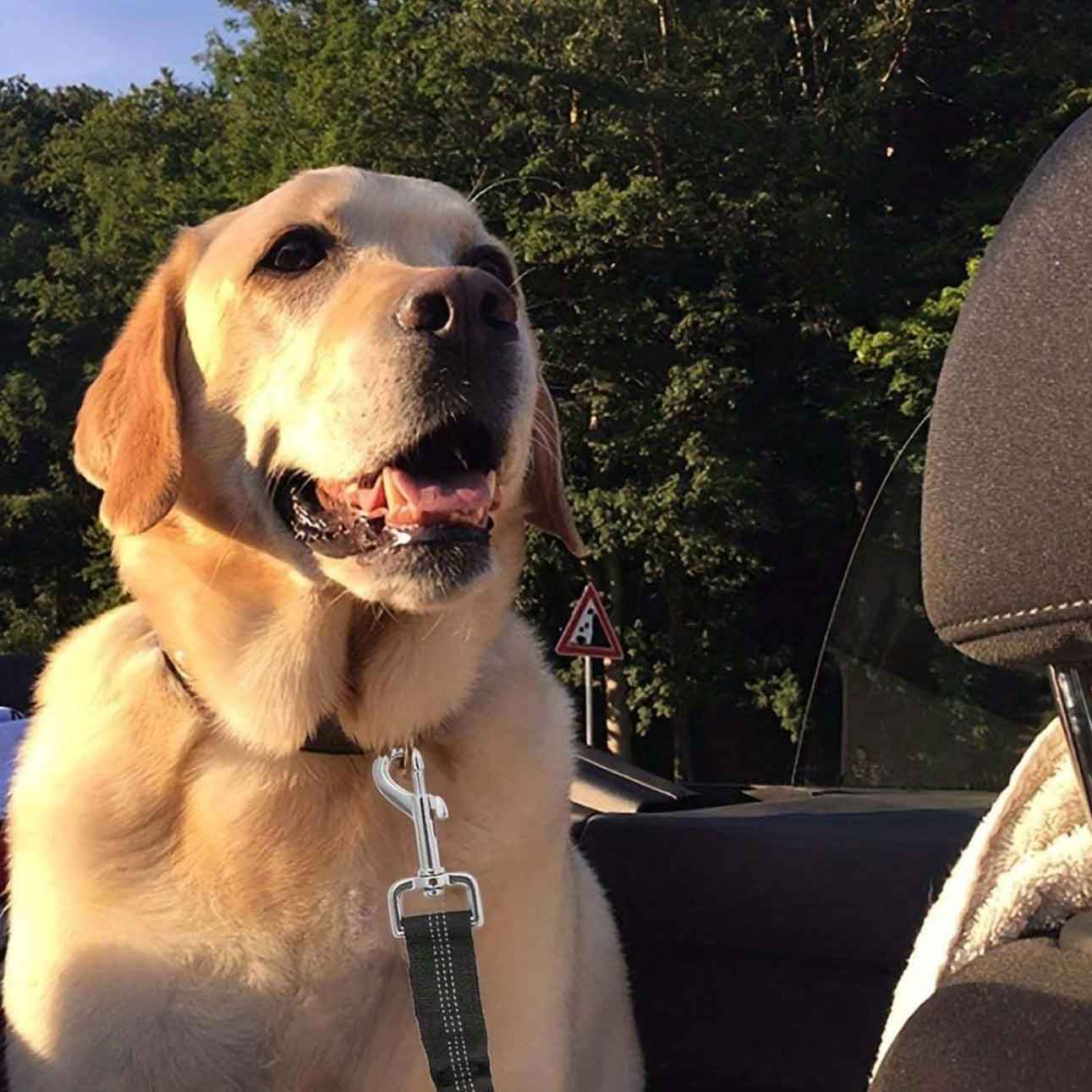 Pás pro psa do auta